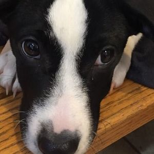 Meet your Posher, Tamica